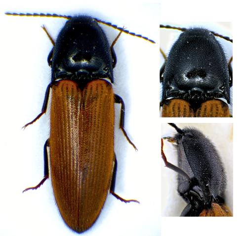 Réf. 356 927 : Ampedus sp.